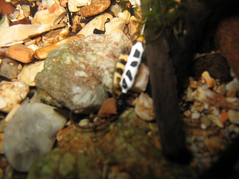 BennettSprings 011.JPG - The sculpin is by the fishing lure, it's as big as he is.